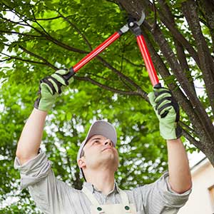 Pruning - Tree care